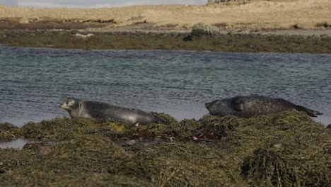 spotted harbor seals rest near ocean water coast on old seaweed, iceland