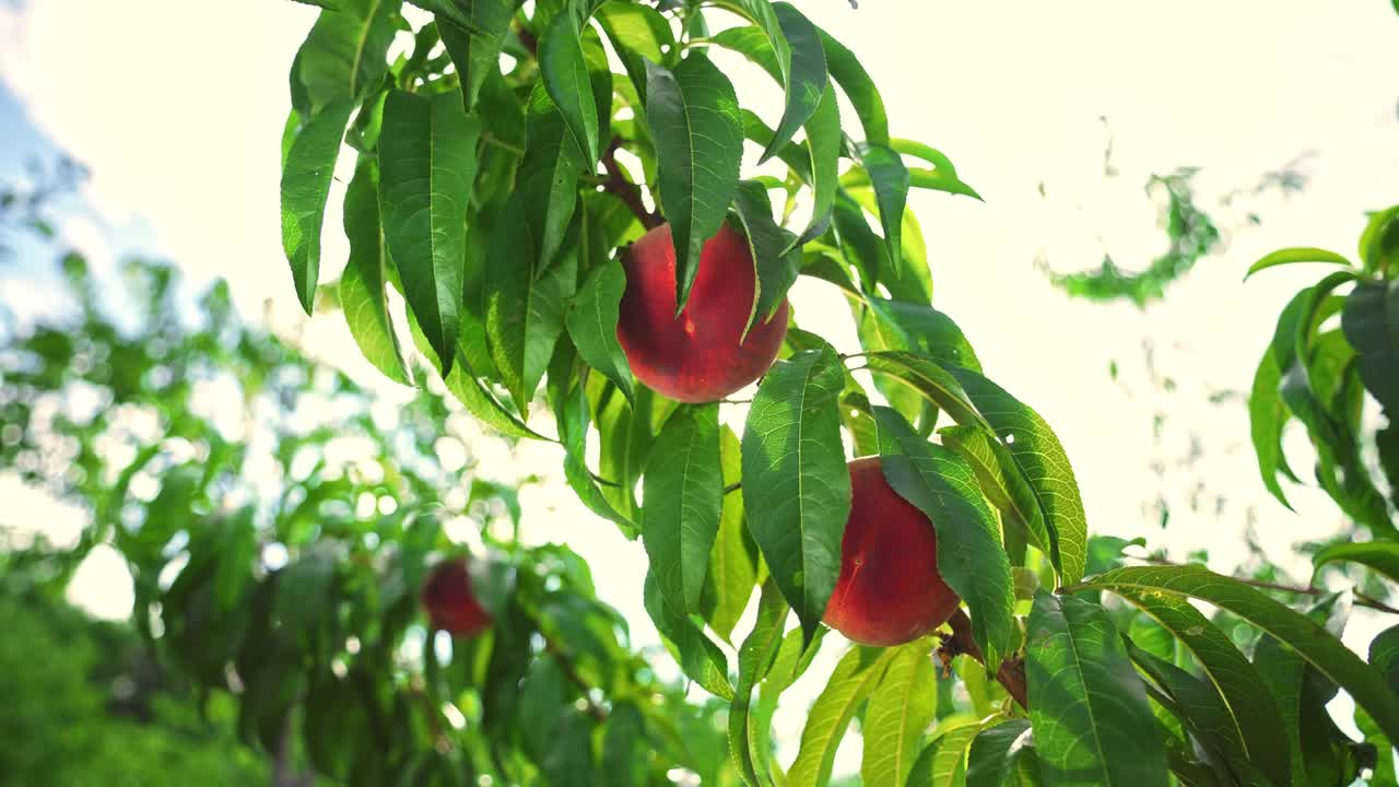 grandes melocotones jugosos en el árbol. agricultura. fabuloso huerto. luz solar mágica. frutas maduran en el sol.