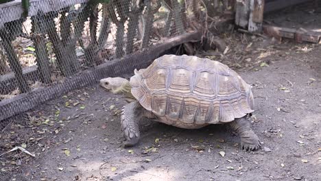 tortoise exploring near a fence in bangkok