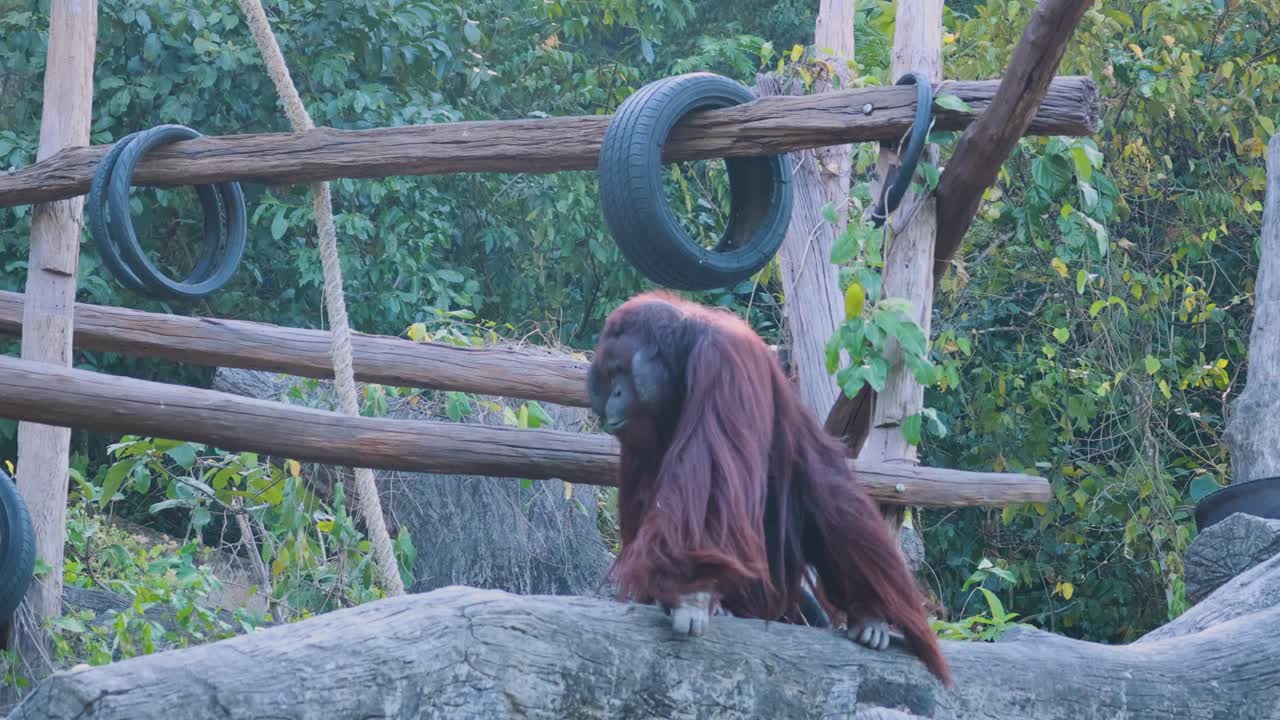 orangután en un recinto del zoológico