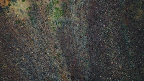 Eine-Drohne-Schwenkt-über-Die-Zerstörung-Eines-Waldes,-Der-Bei-Einem-Waldbrand-In-Der-Nähe-Von-Estepona,-Spanien,-Niedergebrannt-Wurde