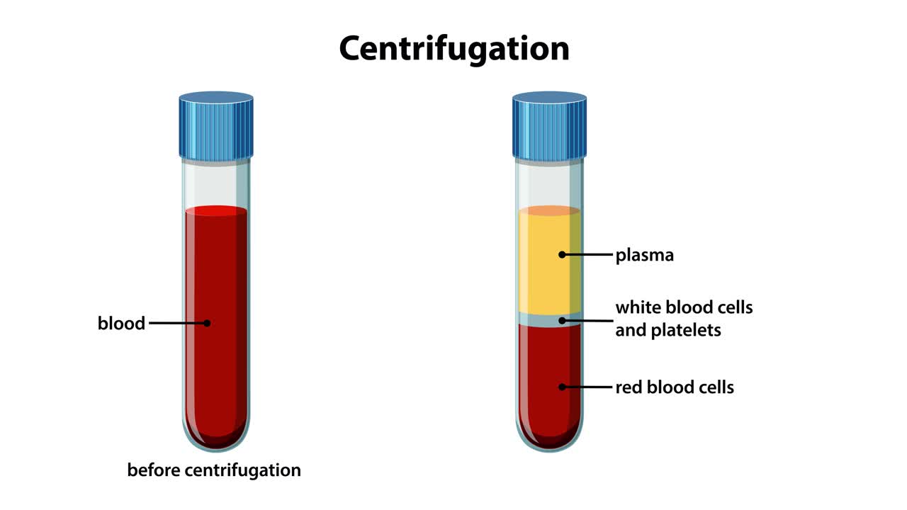 Animazione didattica 2D che illustra la separazione del sangue in plasma, globuli bianchi e globuli rossi tramite centrifugazione.