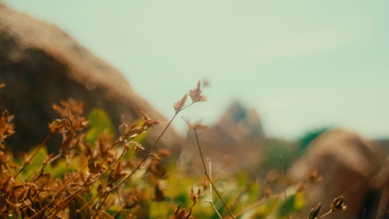 Dry Plants on Rocky Terrain
