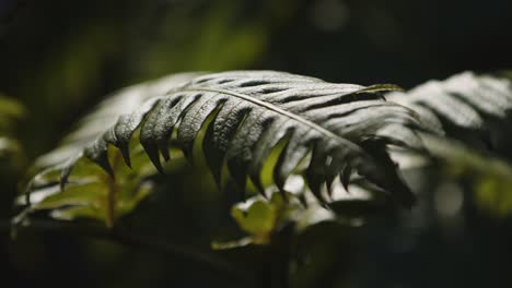 Toma-De-Detalle-De-Mano-De-La-Planta