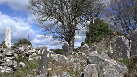 antiguo cementerio de la hambruna irlandesa iglesia en ruinas y antiguas lápidas en un día de primavera