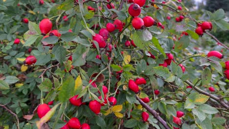 flowering plant with vibrant berries arranged in a bush a shrub with green leaves red berries and branches filled with flowers and fruits
