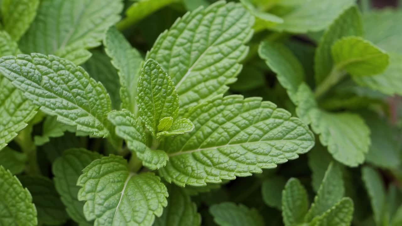 Close-up video of vibrant green mint leaves, shot from a top-down angle, highlighting texture
