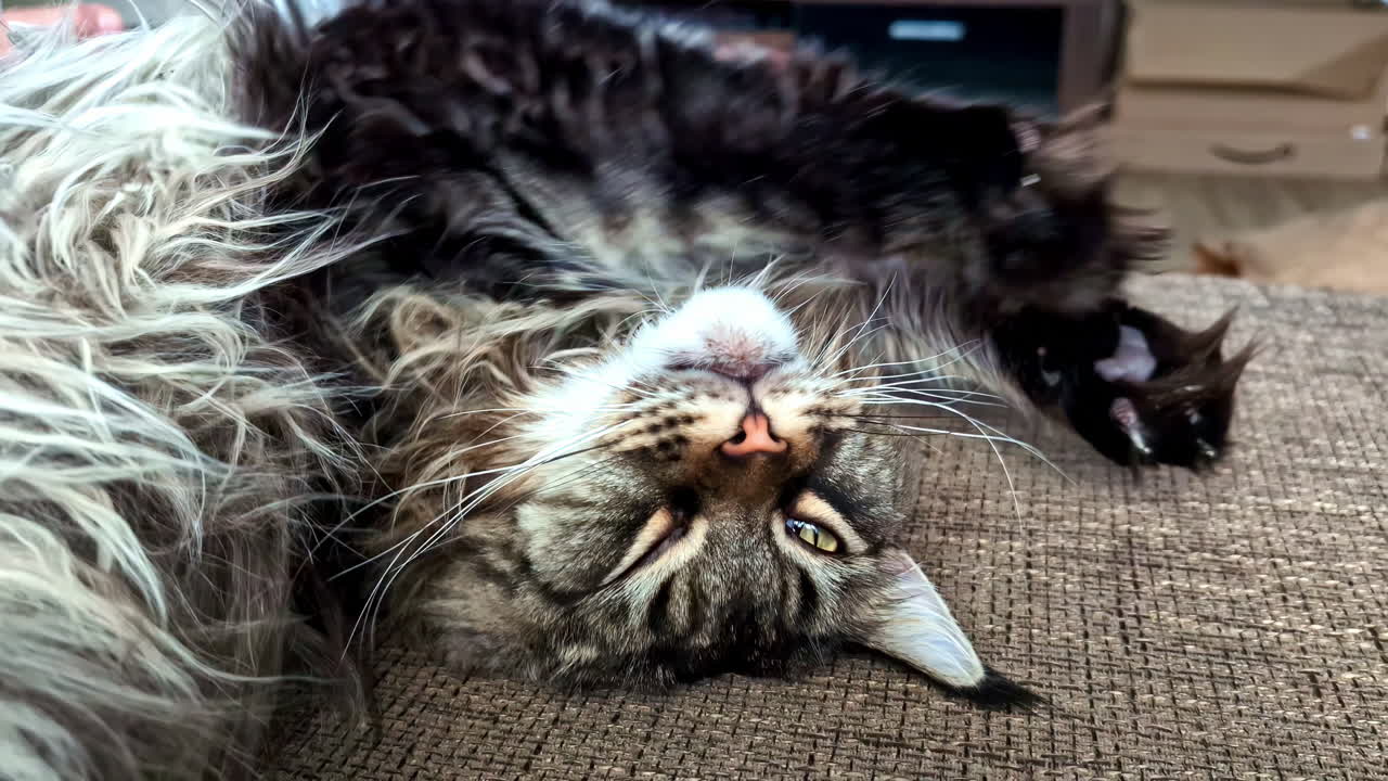 Relaxed Maine Coon cat, stretching and contentedly in its favorite spot at home
