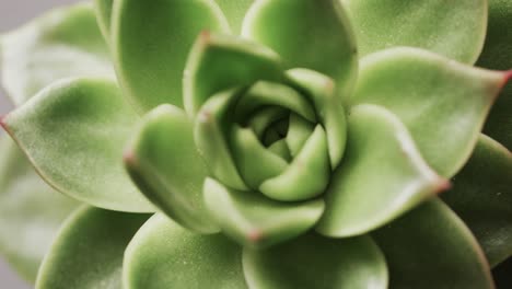 micro vídeo de un acercamiento de la planta de cactus verde con espacio de copia