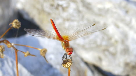 Rote-Libelle-Auf-Der-Trockenen-Pflanze