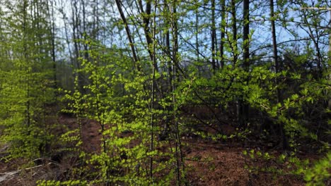 Explora-Un-Denso-Bosque-Lleno-De-Una-Variedad-De-árboles-Y-Arbustos