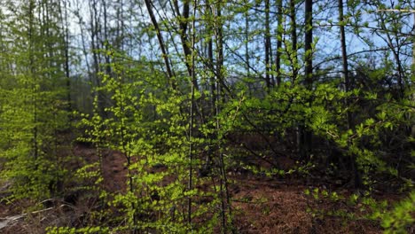 explorar un denso bosque lleno de una variedad de árboles y arbustos