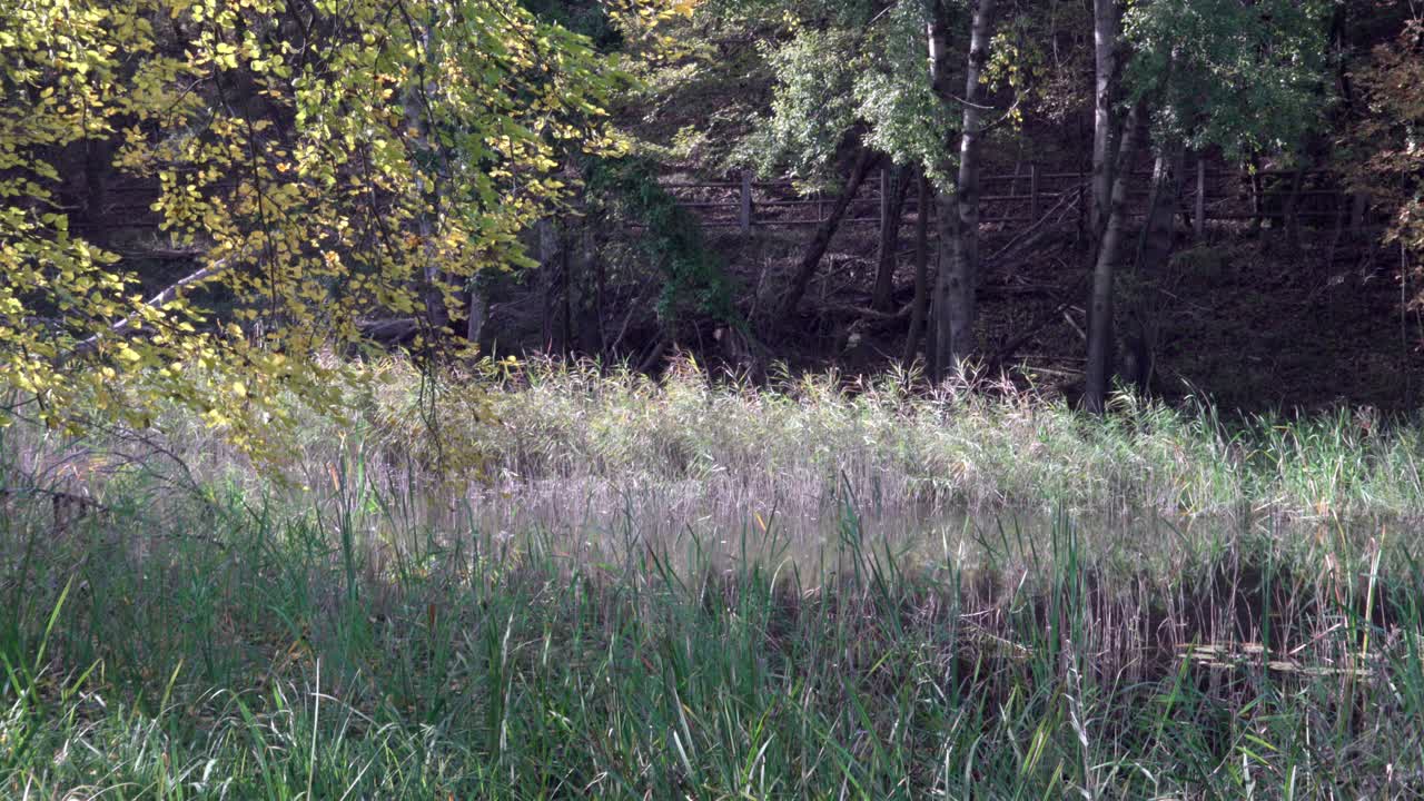 Autumnal mood by a pond in a clearing on a sunny day in fall
