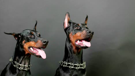 black and brown doberman pinschers sitting and breathing hard on dark background after plying