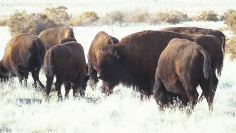 búfalos o bisontes americanos pastando en la hierba seca de las praderas