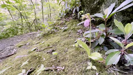 flor de zapatilla de dama rosa en las montañas blue ridge