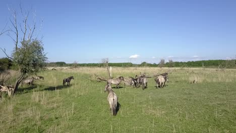 Aerial-view-of-wild-Konik-horses-in-National-Park-Oostvaarders-plassen,-Flevoland,-the-Netherlands