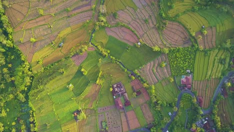 high flight of a drone over colorful rice terraces in Sidemen, Bali, Indonesia during sunrise