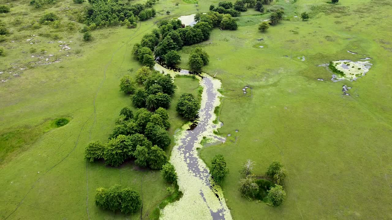 야생 및 외딴 악어 자연 서식지에 있는 조류와 백합으로 덮인 아름다운 구불구불한 강 위로 솟아오른 공중 드론, 녹색 풍경 위로 떠오르는 공중 드론