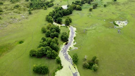 elevándose sobre un hermoso río sinuoso cubierto de algas y lirios en un hábitat natural de cocodrilo salvaje y remoto, drones aéreos elevándose sobre un paisaje verde