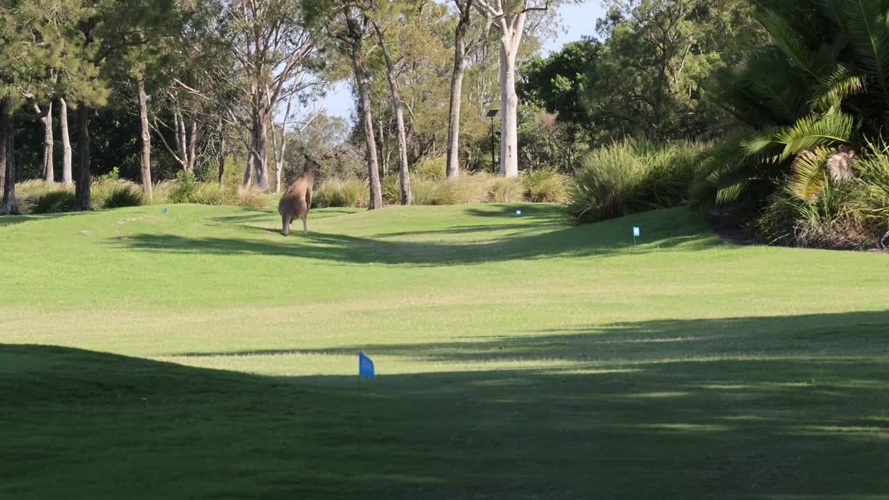 Pallina da golf che si muove su un campo verde lussureggiante