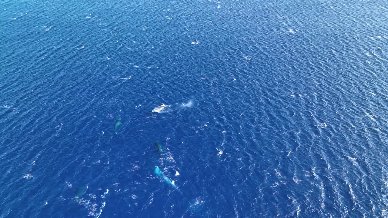 공중 조감도: 하와이로 이동하는 혹등고래