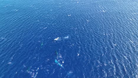 aerial birds eye: humpback whales migrating to hawaii