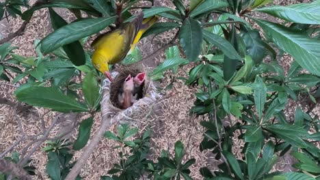 golden oriole bird feeding chicks in nest