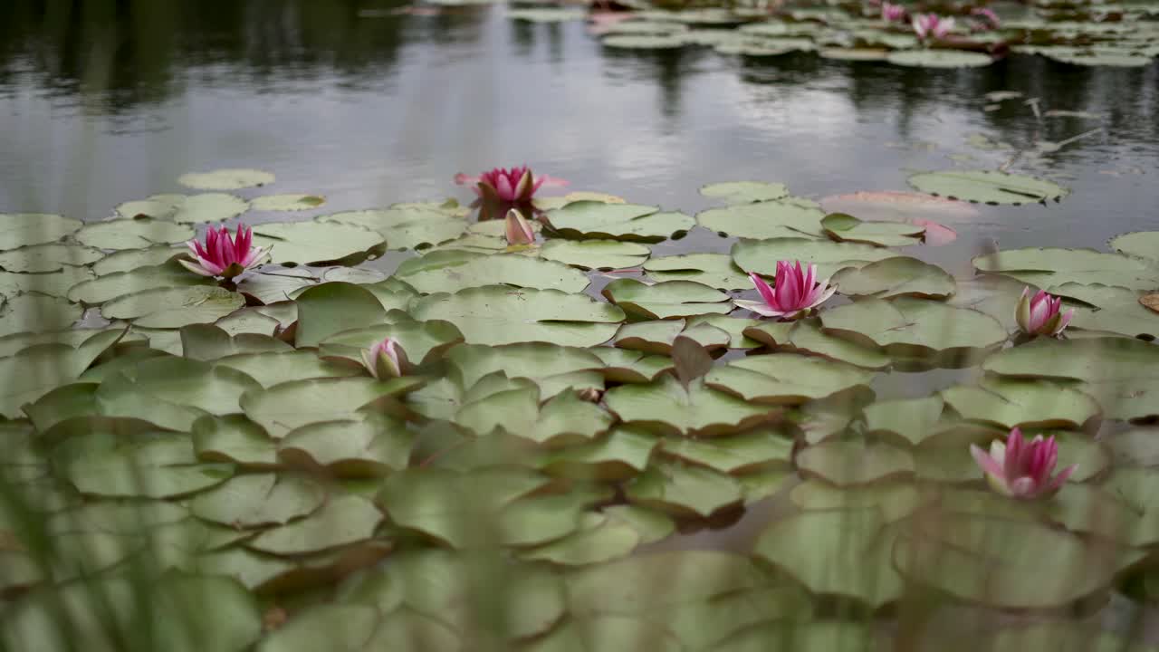 Blooming pink water lilies floating in a calm pond.