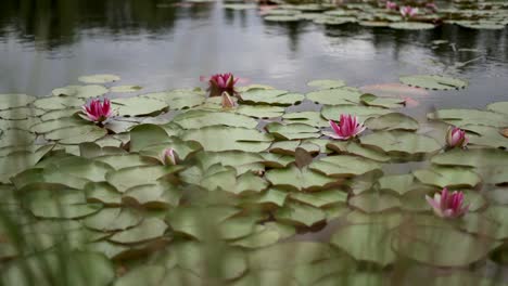 blooming pink water lilies floating in a calm pond.