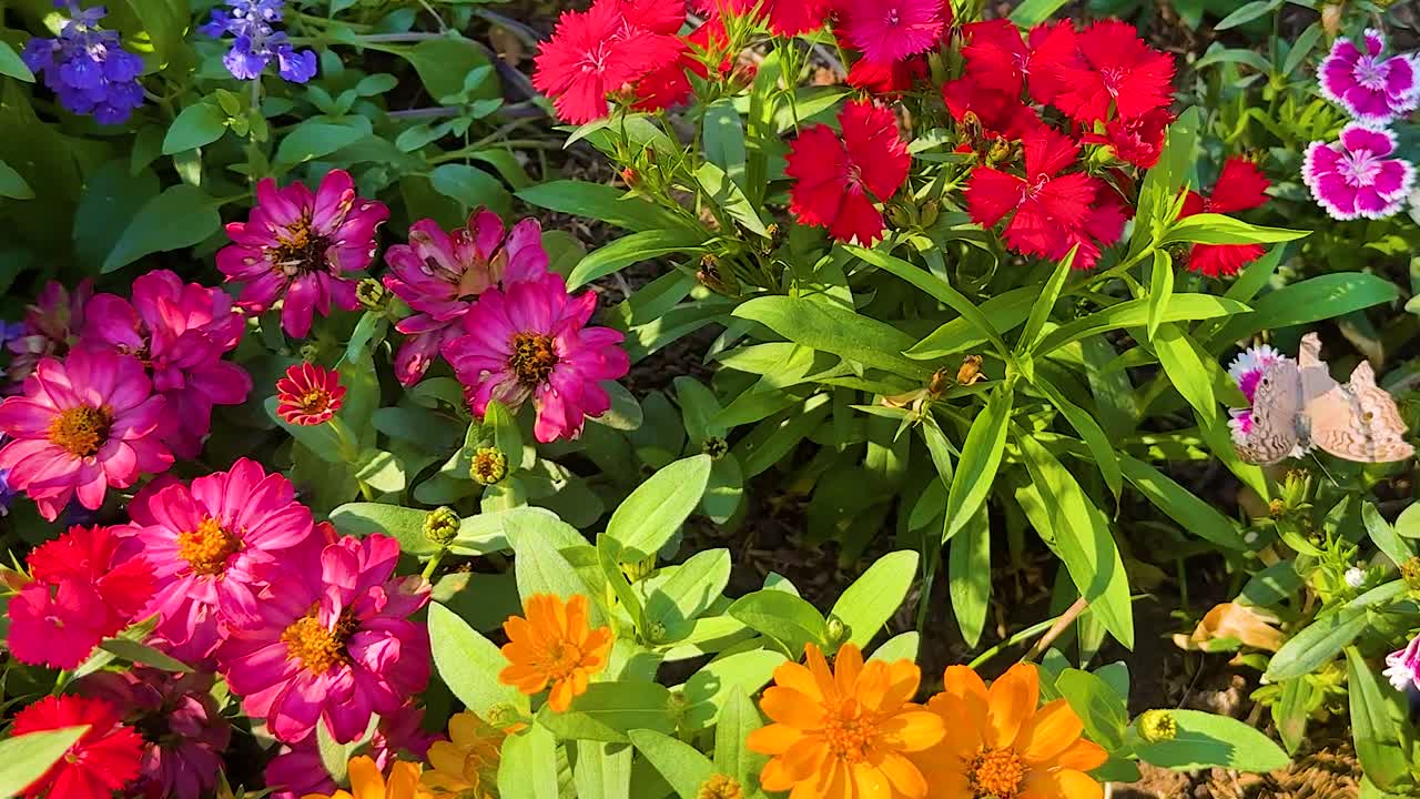 Una vivace varietà di fiori rossi, arancioni e viola in una composizione densa e colorata.