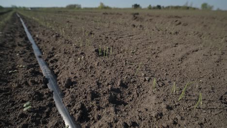 young fresh wheat sprouted from the ground. grain germination in the field. harvest organic cultivate.