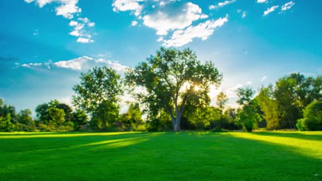 out of focus oak tree in meadow field park for background b-roll time lapse 4k