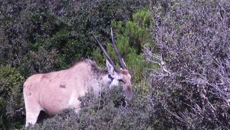 Ein-Junges-Eland-Männchen,-Das-Auf-Einem-Dornbusch-In-Der-Afrikanischen-Wildnis-Weidet,-Aus-Nächster-Nähe