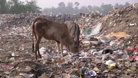 Basura-Fuera-De-La-Ciudad