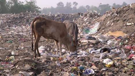 out-of-town garbage