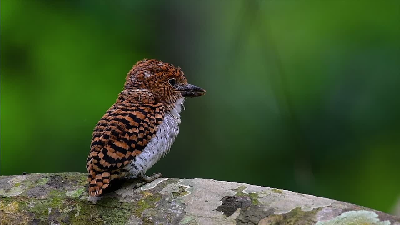 un martín pescador de árboles y una de las aves más hermosas que se encuentran en tailandia dentro de las selvas tropicales