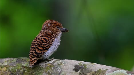 a tree kingfisher and one of the most beautiful birds found in thailand within tropical rain-forests