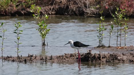 la cámara hace zoom y se desliza hacia la derecha mientras que este pájaro está mirando hacia la izquierda, himantopus de alas negras, himant opus, tailandia