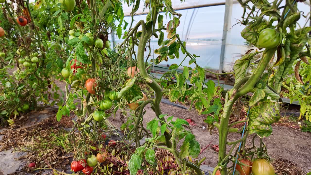 Tomato plants growing inside greenhouse in Brittany, France with sunlight and green leaves, inspecting POV
