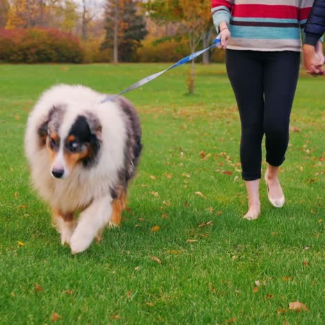 young couple holding hands walking with a dog in the park 1