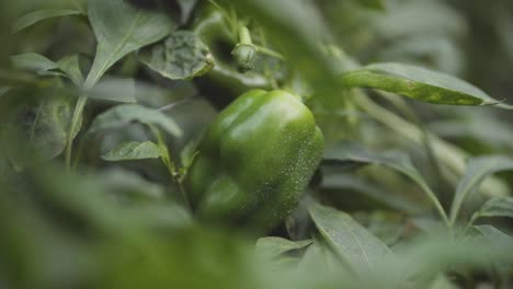 Closeup-Green-Bell-Pepper-Growing-In-Lush-Green-Garden-With-Bokeh-Foreground