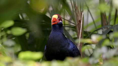 Turaco-Violeta-O-Turaco-Violáceo