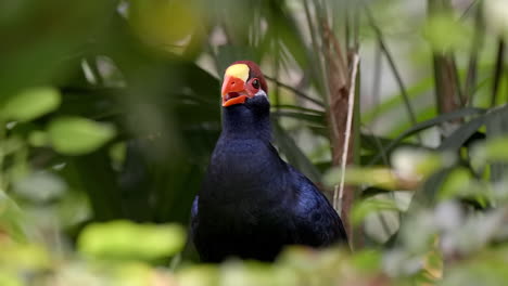 turaco violeta o turaco violáceo