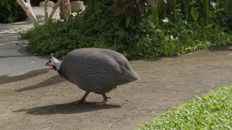 helmeted guineafowl with its distinctive speckled plumage and vibrant red wattle walks across a footpath