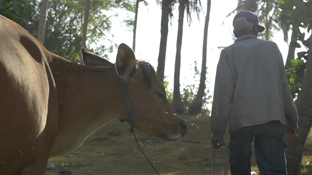 일부 나무를 통해 암소를 선도하는 남자