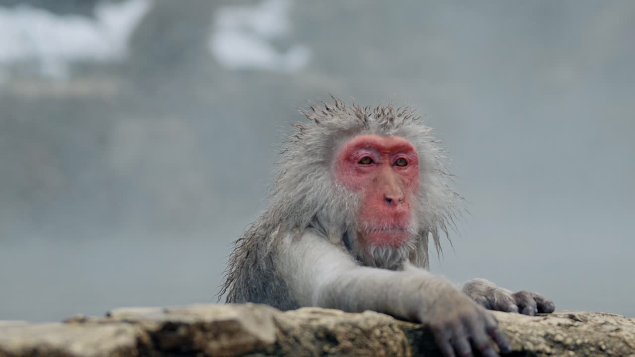 un sereno mono de nieve japonés (macaque) disfruta del calor del onsen humeante en el parque de monos jigokudani en yamanouchi, japón.