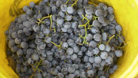 freshly harvested othello grapes falling into a bucket - 180fps slow motion