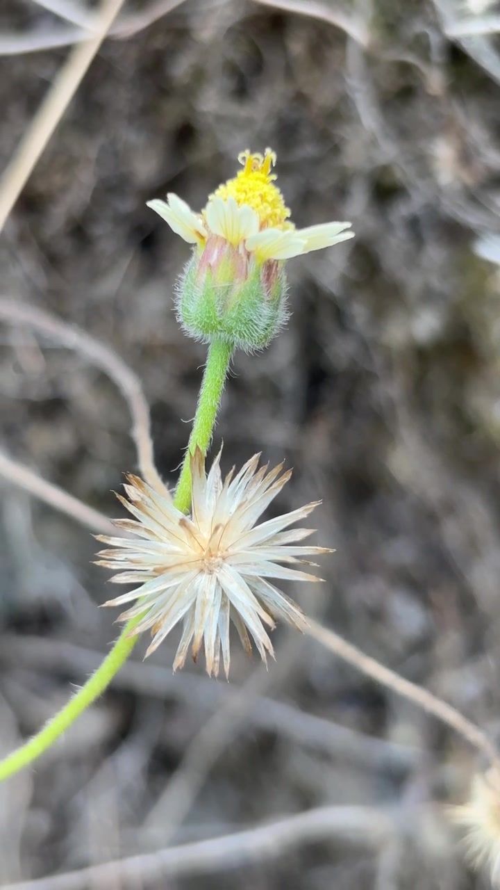 Nærbilde av en vill Tridax tusenfrydblomst i naturen