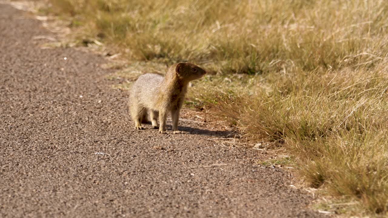 una mangosta delgada camina por la carretera y se para brevemente en un parque de vida silvestre en áfrica